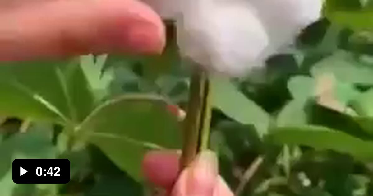 this-is-how-to-pick-cotton.