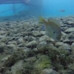 lightning-strikes-the-water-surface-with-scuba-divers-under-it