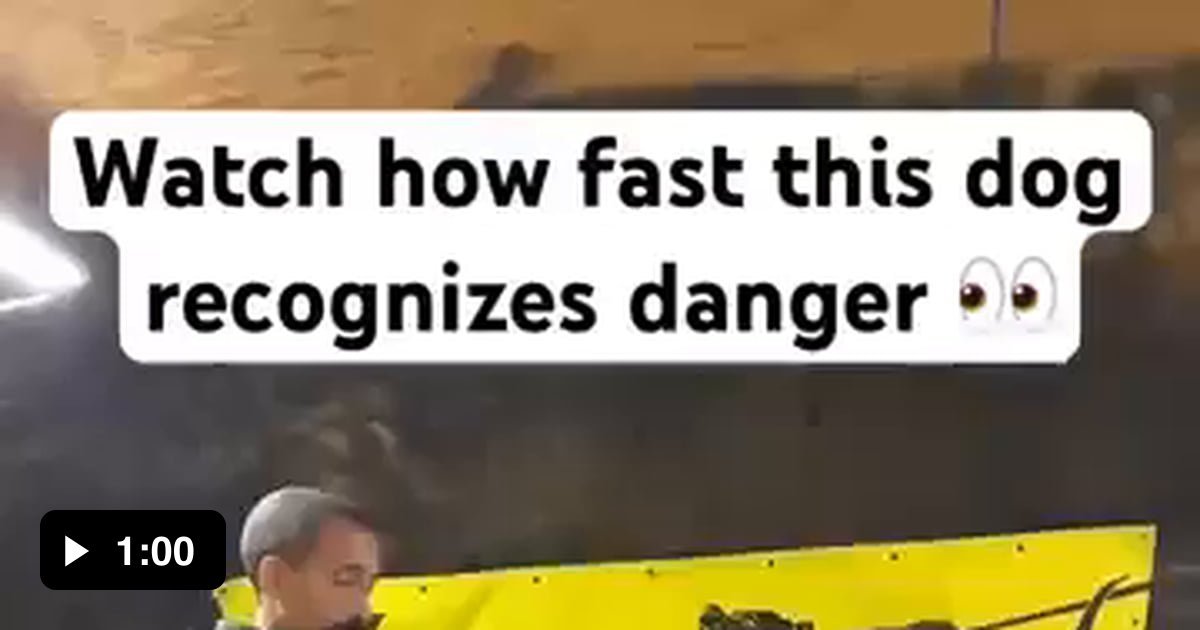 how-fast-a-trained-dog-recognizes-danger